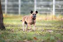 Malutka suczka Mysia PILNEJ do adopcji!