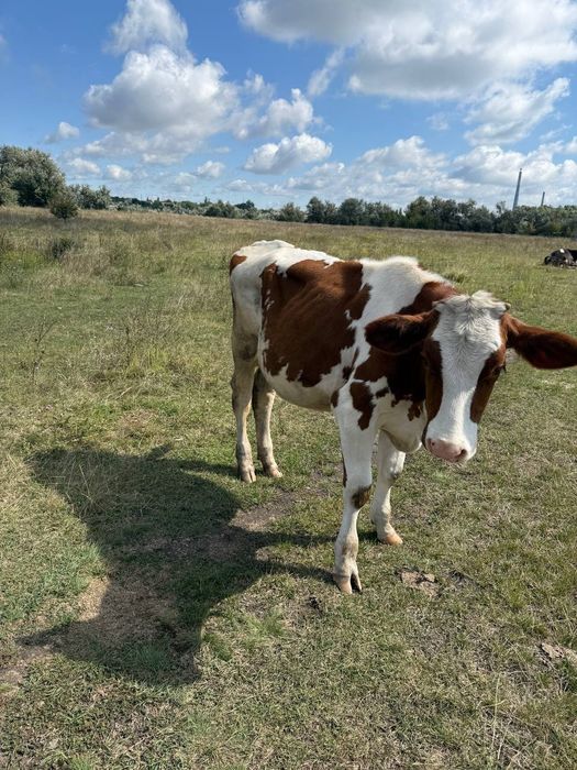 Продам молоду теличку