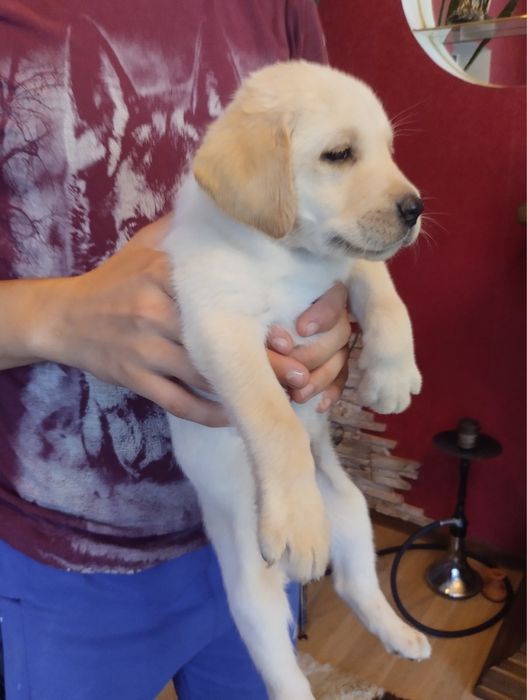 Шикарні Лабрадорчики