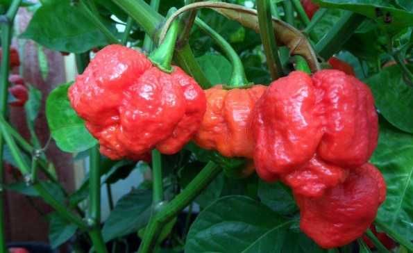 10 Sementes Trinidad Moruga Scorpion Vermelha ou Amarela Malagueta