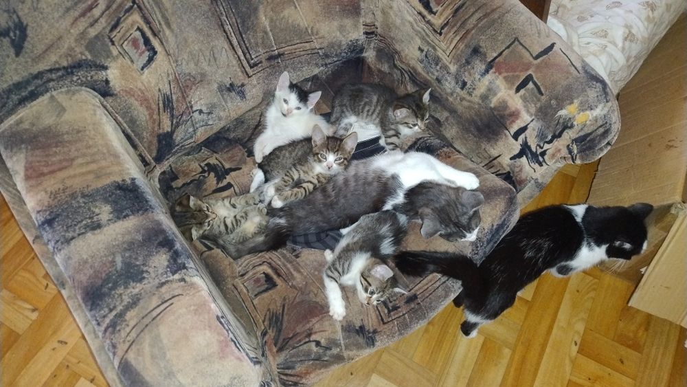 Oddam w dobre ręce kocięta