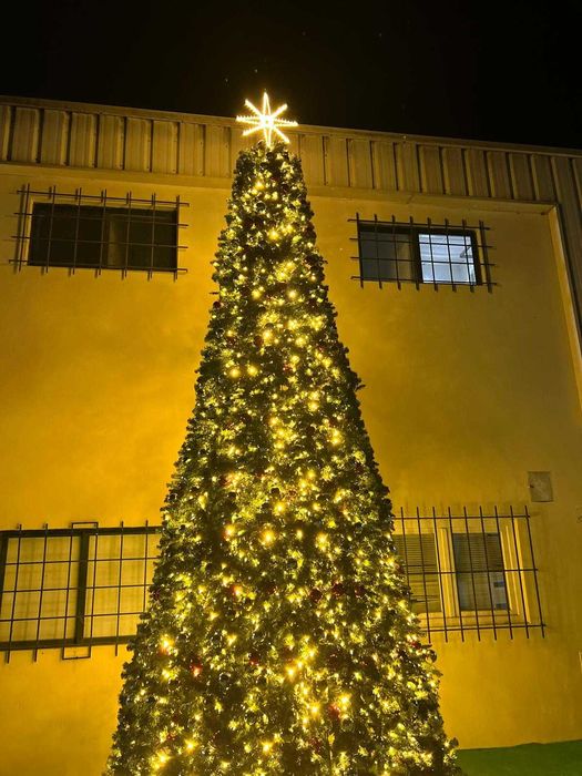 Aluguer de Arvore de Natal