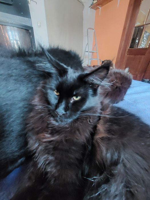 4miesieczny kocurek  czarny, MAINE COON.  Przepiękny  czarny kocurek,