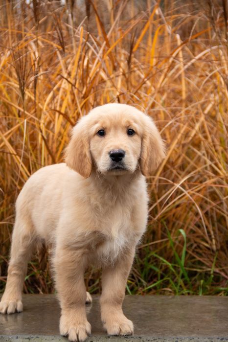 Golden retriever FCI
