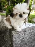 Suczka shih tzu z rodowodem