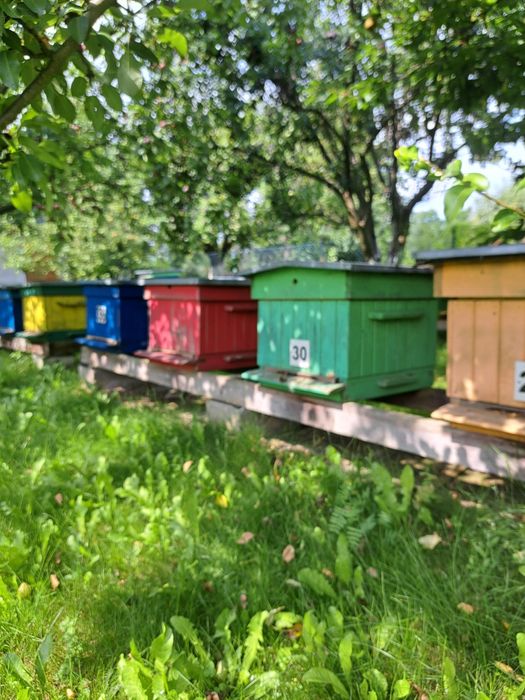 Ule wielkopolskie 12 ramkowe