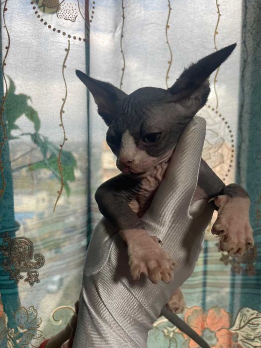 Кот породы Эльф Страйт тёмного окраса