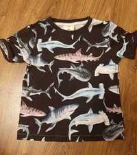Koszulka H&M z rekinami