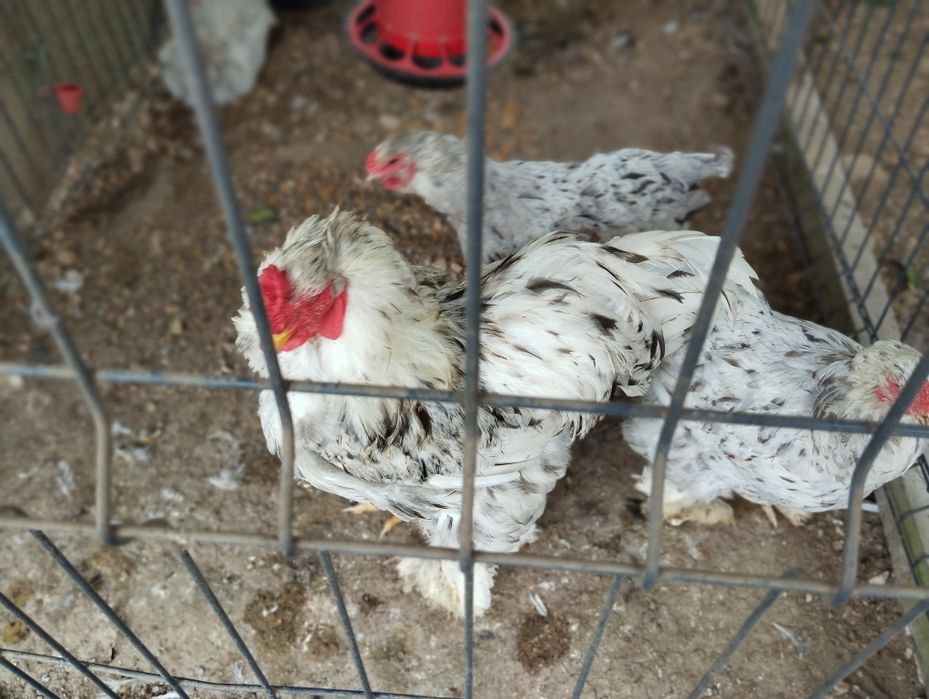 Ovos férteis Lote Dúzia 4 Raças