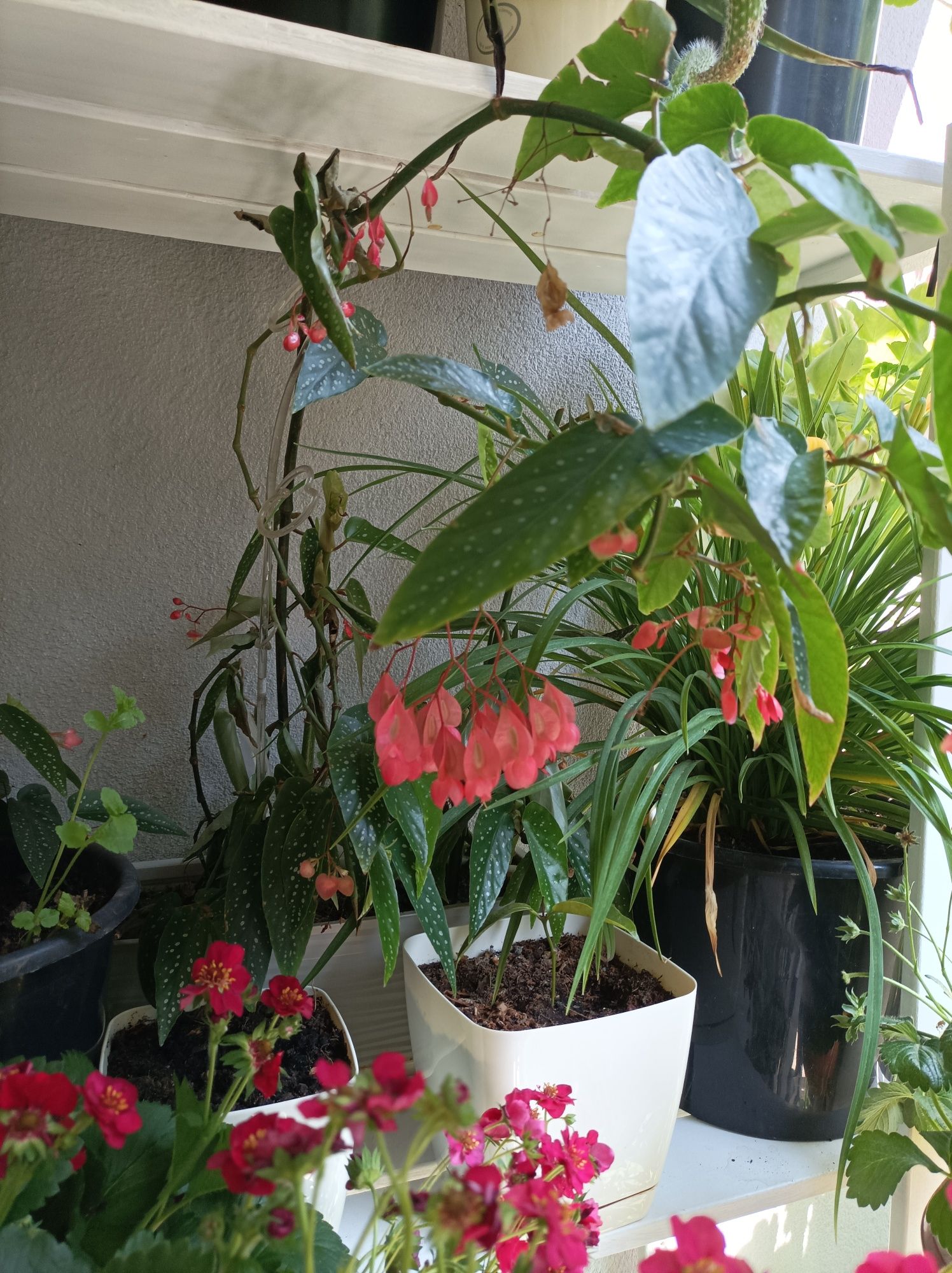 Begonia maculata Tamaya. Sadzonka