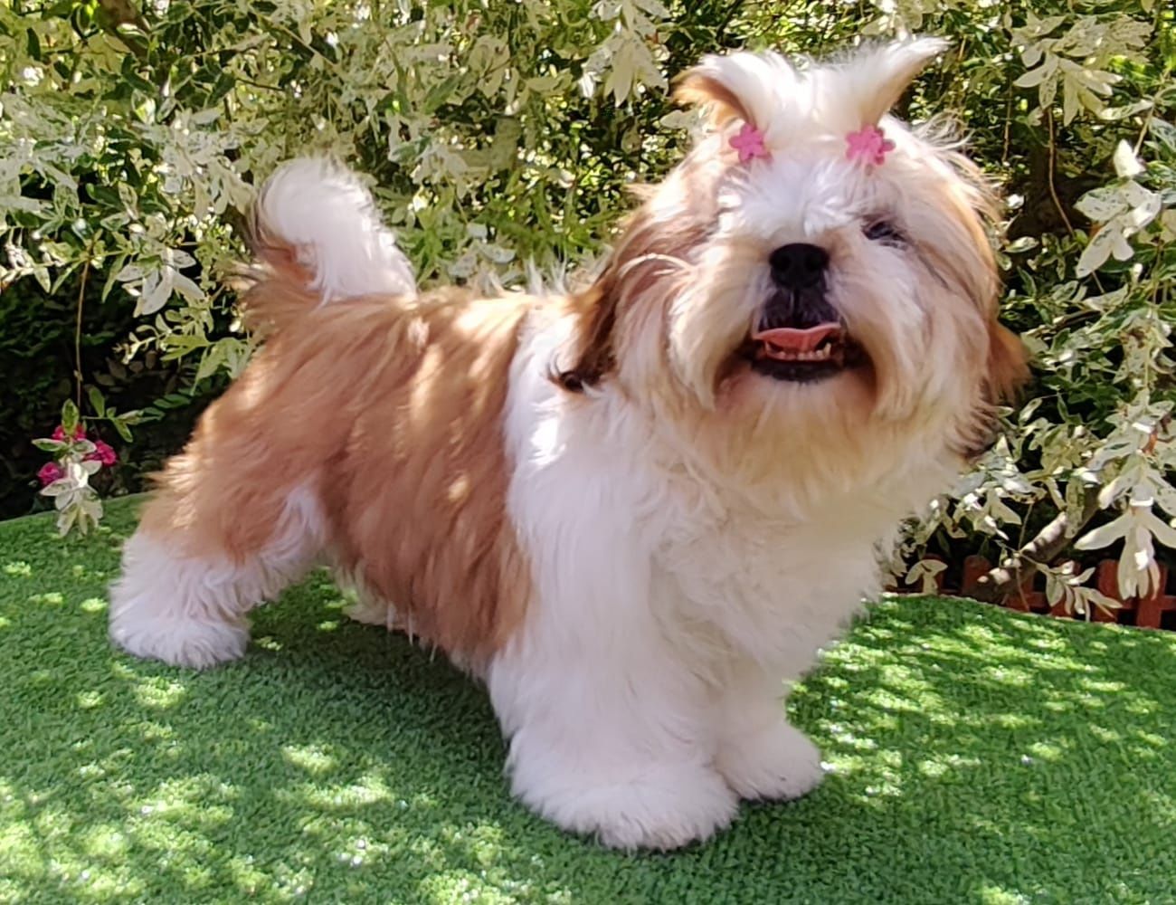 Shih Tzu suczka z metryką ZKwP FCI