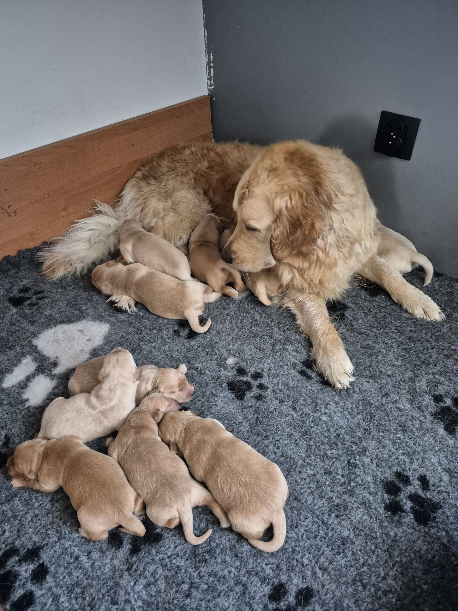 Golden Retriever – ciemnozłoty piesek szuka kochającego domu