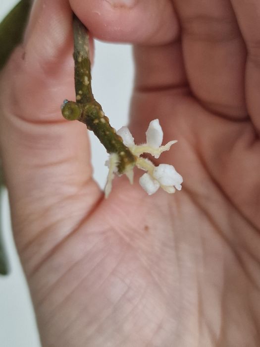 Hoya Rintzii Borneo 2 liscie wstepnie ukorzeniona