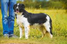 Aksan - przepiękny pies typie border collie