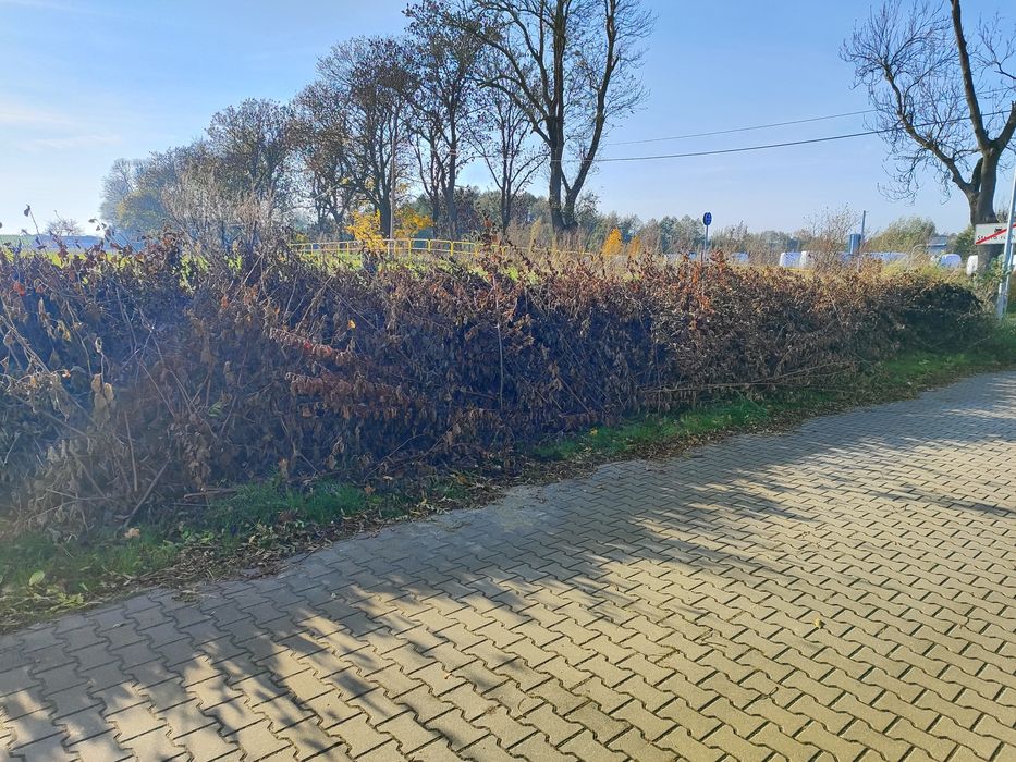 Za darmo gałęzie orzecha laskowego gruszy jabłoni i czeremchy