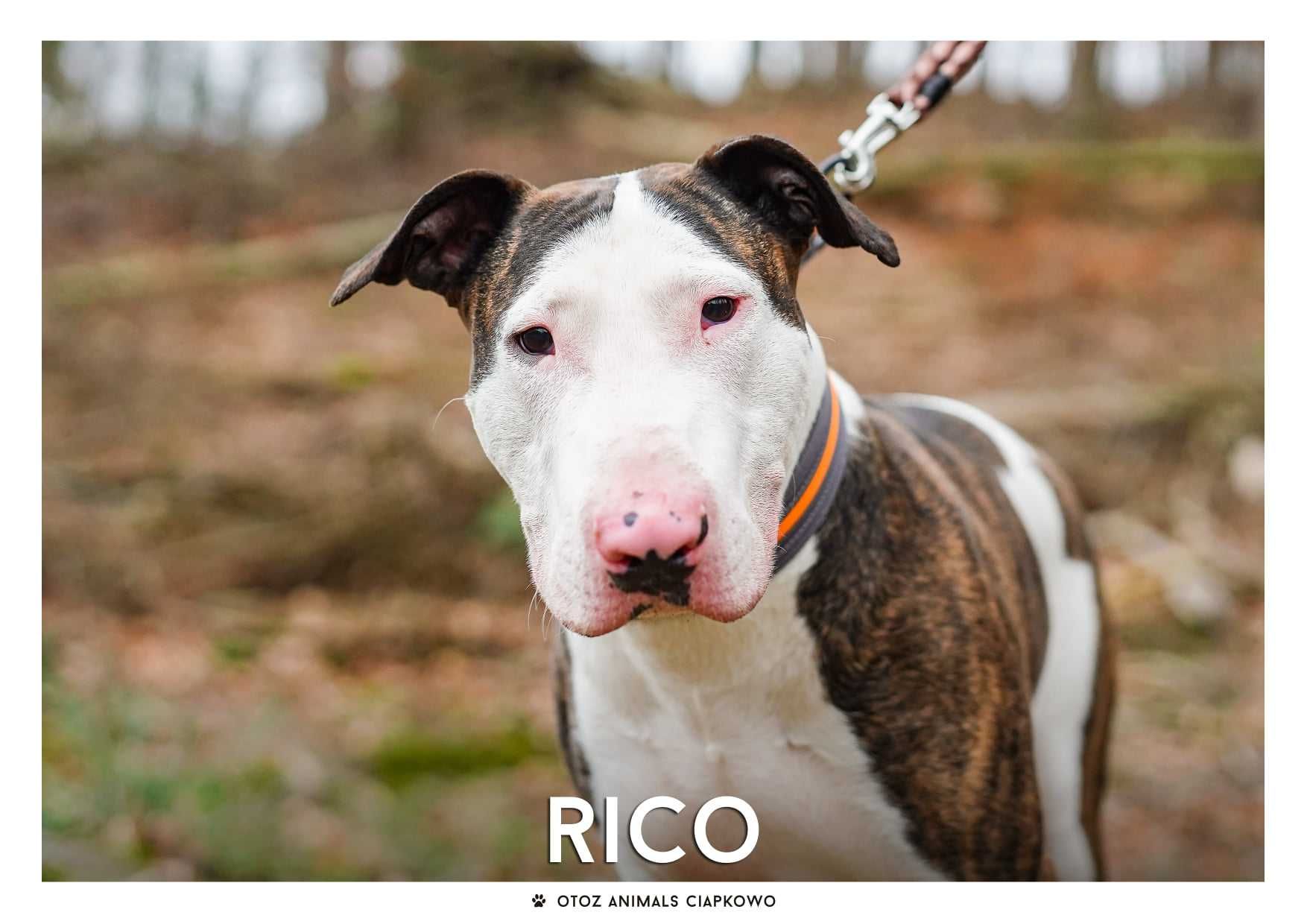 Wyjątkowy Rico szuka doświadczonego domu! OTOZ Animals Ciapkowo