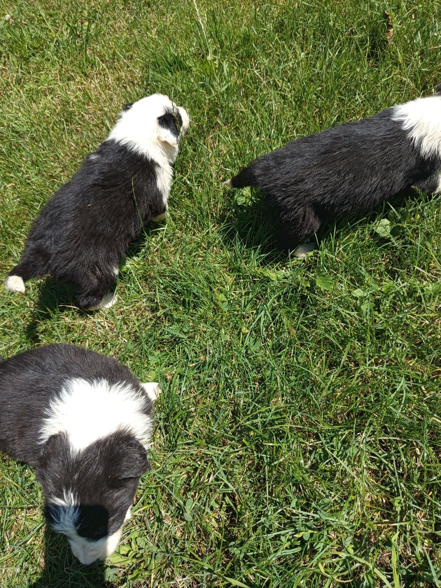 Piesek Border Collie