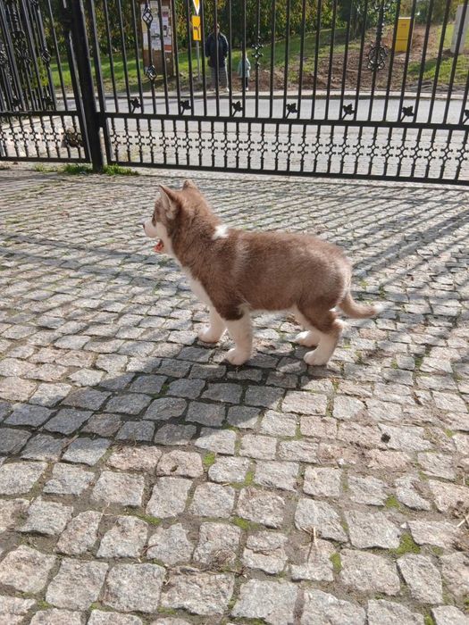 Sprzedam szczeniaka rasy Syberian husky z rodowodem