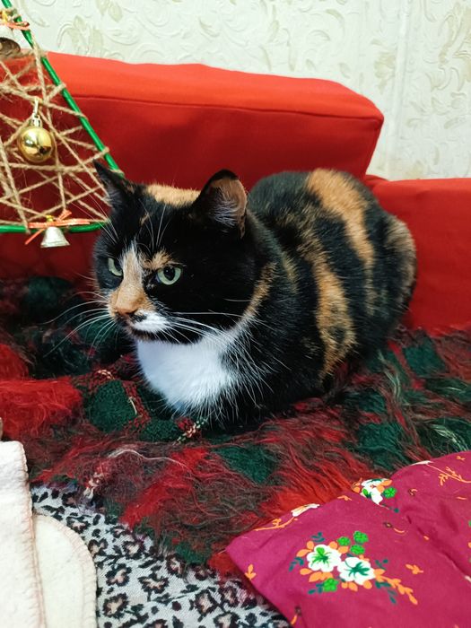 Віддам кицю в добрі руки