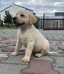 Labrador biszkoptywy, pies