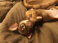 Chihuahua czekoladowy chłopczyk***