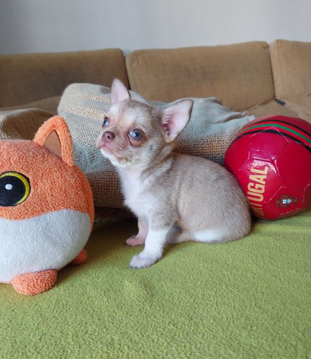 Espetacular Chihuahua Machinho