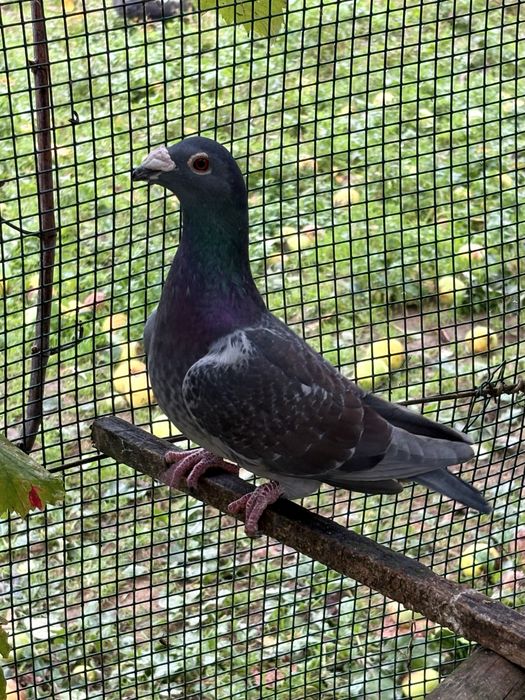 Pombos linha antiga 2025 - casais