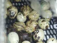Продам яйця перепелині для інкубаціі