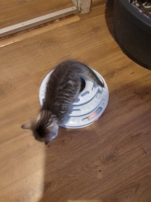 Koty do adopcji oddam za darmo.