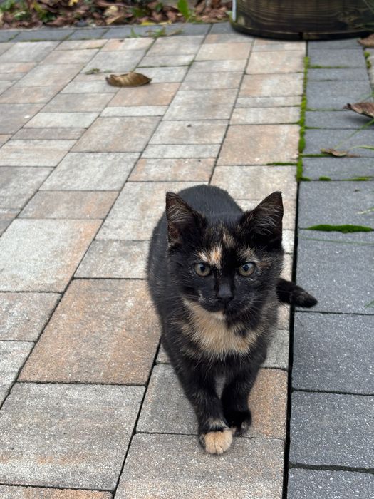 Kotki do adopcji