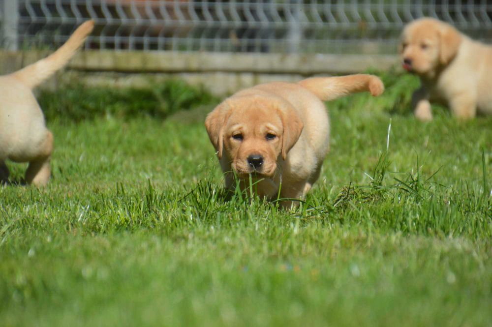Labrador Retriever- szczenię ,cudny chłopczyk