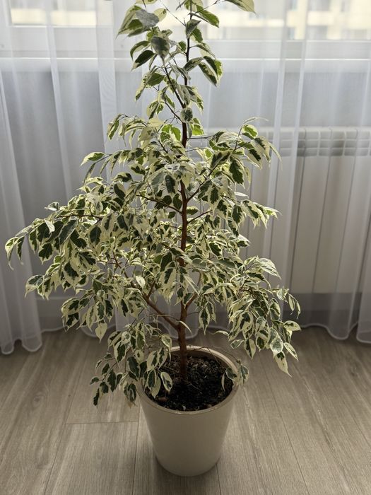 Продам фікус доролий