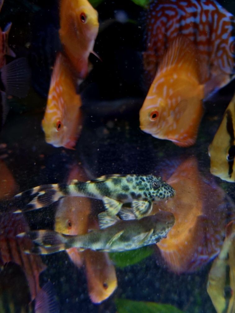 Zbrojnik L075 Peckoltia Sabaji