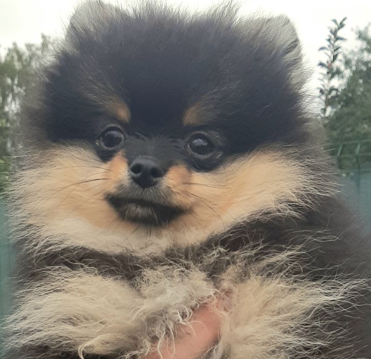 Dziewczynka Szpic miniaturowy pomeranian