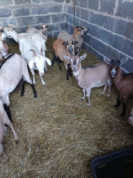 Sprzedam kozy i owce
