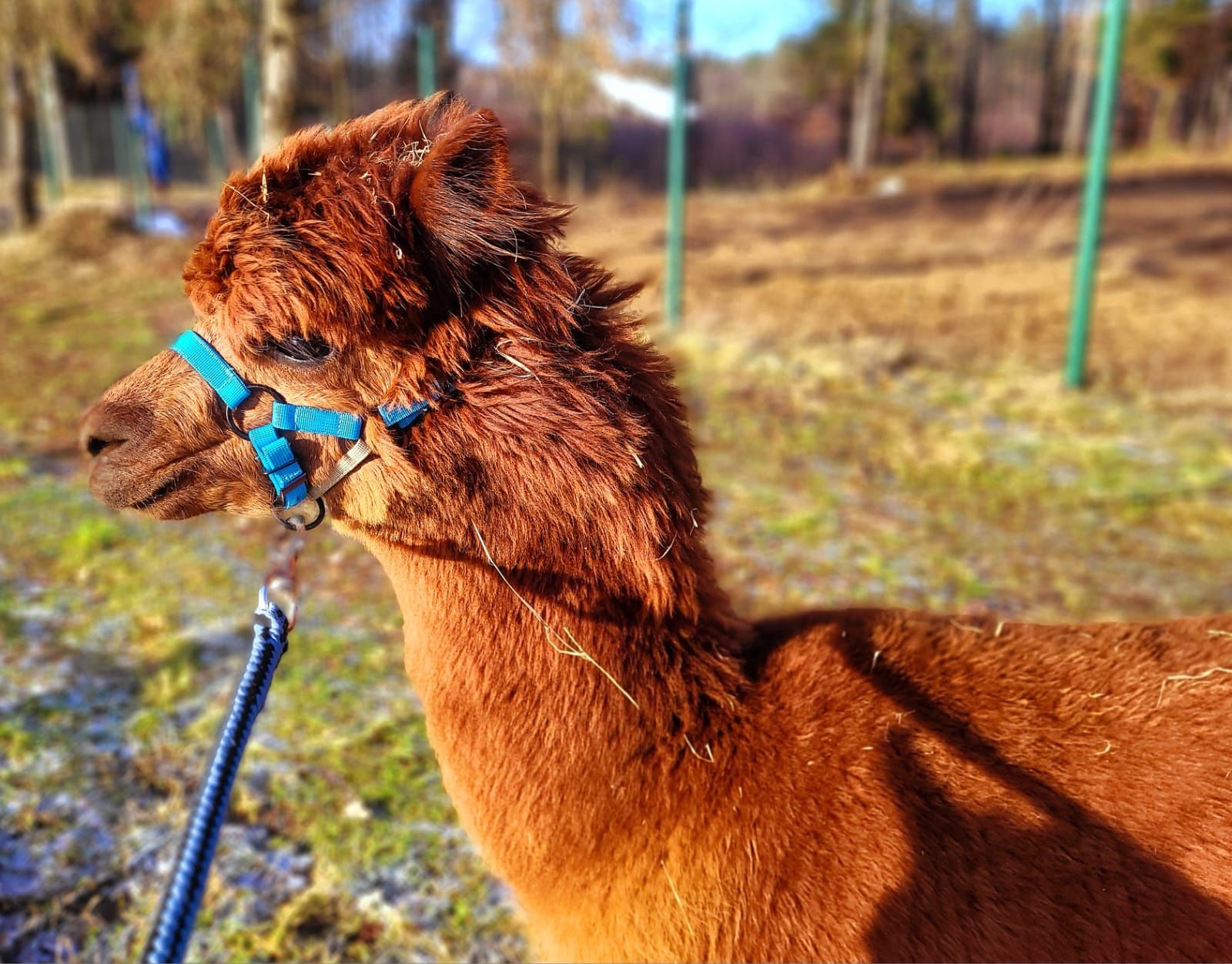 Sprzedam alpaka piekny samczyk