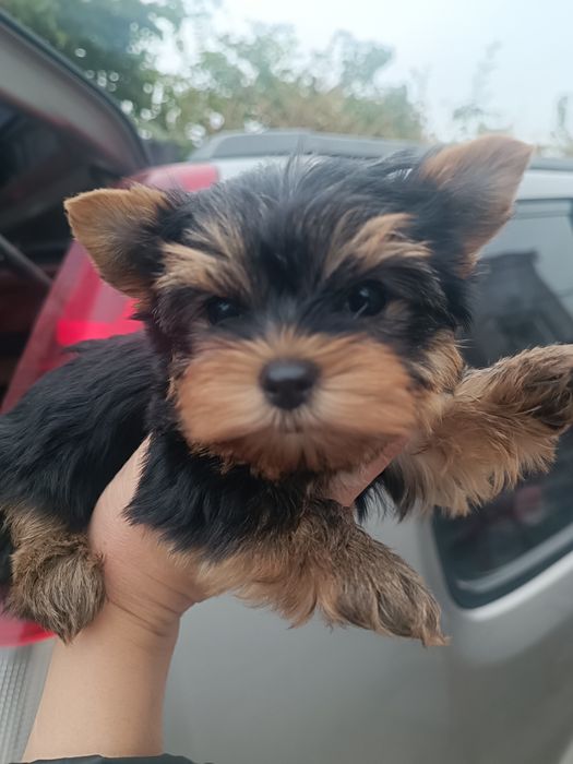 Мини  дочки и сыночек от папы Чемпиона !