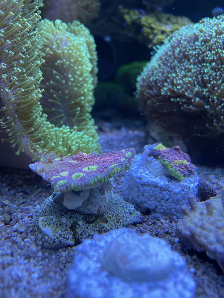 Echinophyllia watermelon korale szczepki akwarium morskie