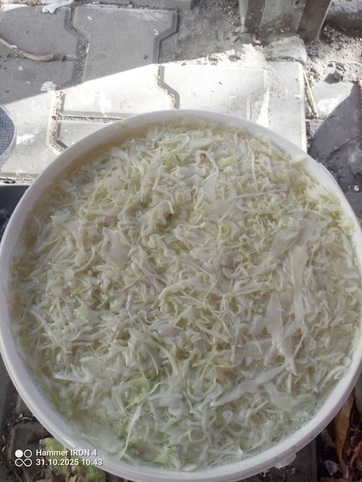 Kapusta kiszona swojska 12 zl kg z czosnkiem,cebula,majerankiem,kminki