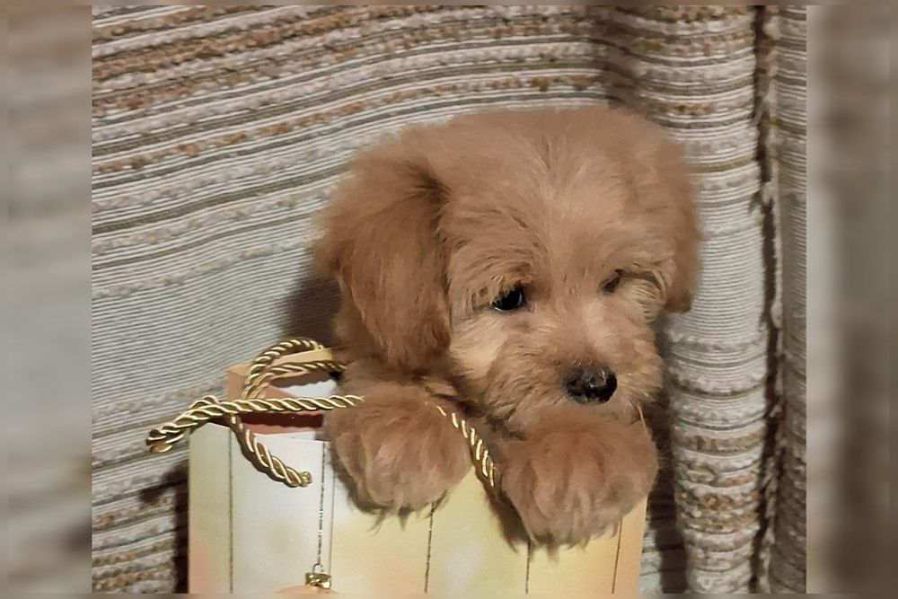 Мальтіпу хлопчик рідкісного карамельного забарвлення