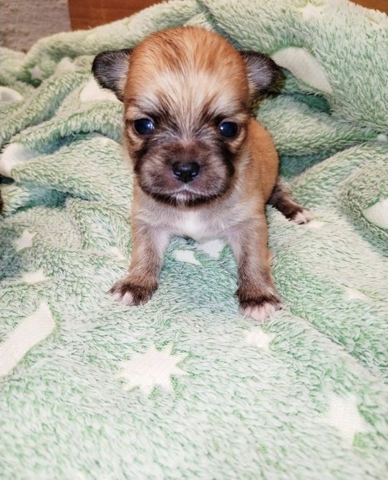 Macho  bebe Chihuahua de pêlo comprido