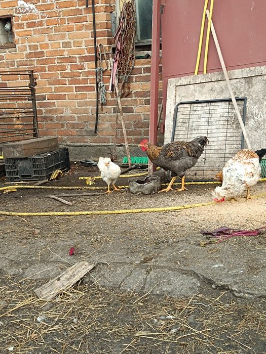 Koguty ozdobne czubatki