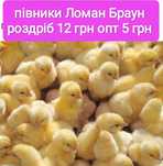 Добові півники Ломан Браун петушки циплята півники петушки суточні