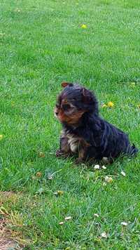 Piesek Yorkshire terrier