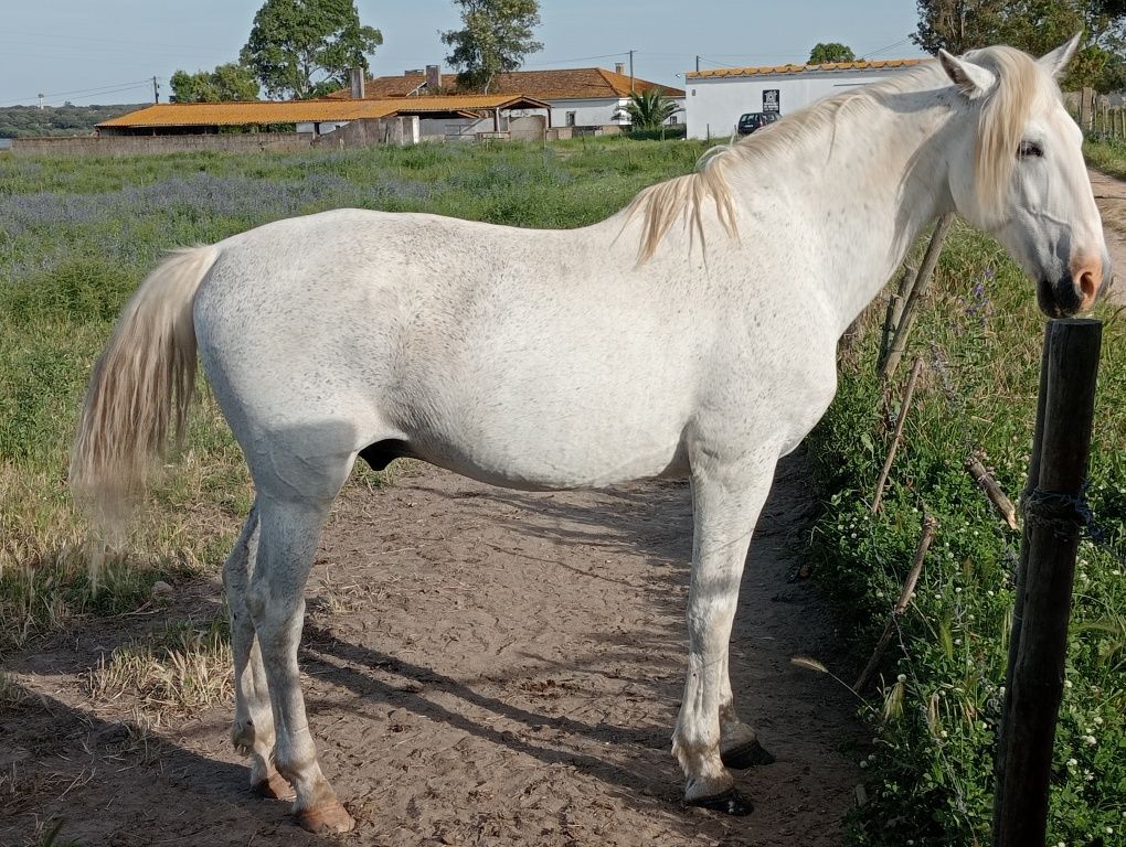 Cavalo Égua poldro