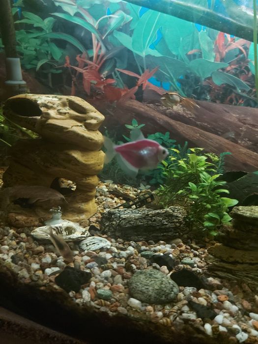 Sprzedam rybki akwariowe