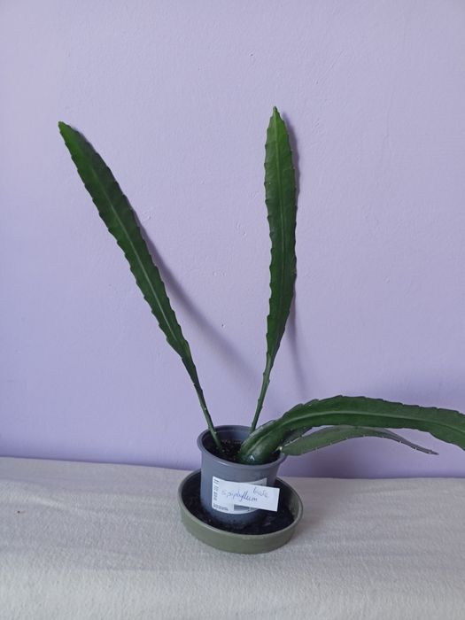 Kaktusy schlumbergera grudniki, wielkanocniki pędy, epiphyllum biały