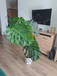 Monstera 110cm z donica