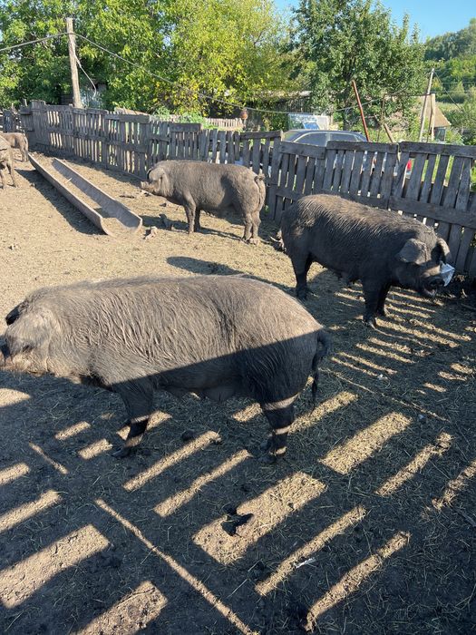 Свиньи домашние живым весом