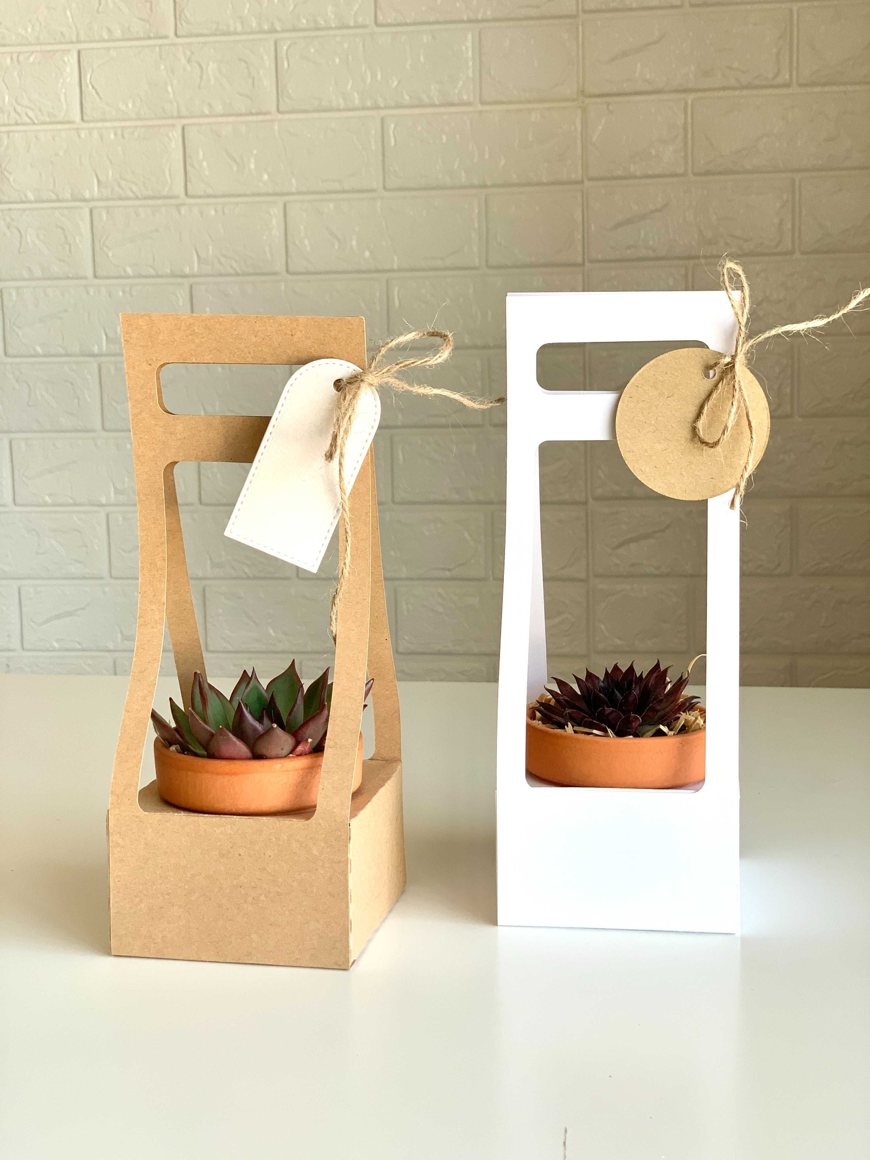 Mini suculenta com caixa presente